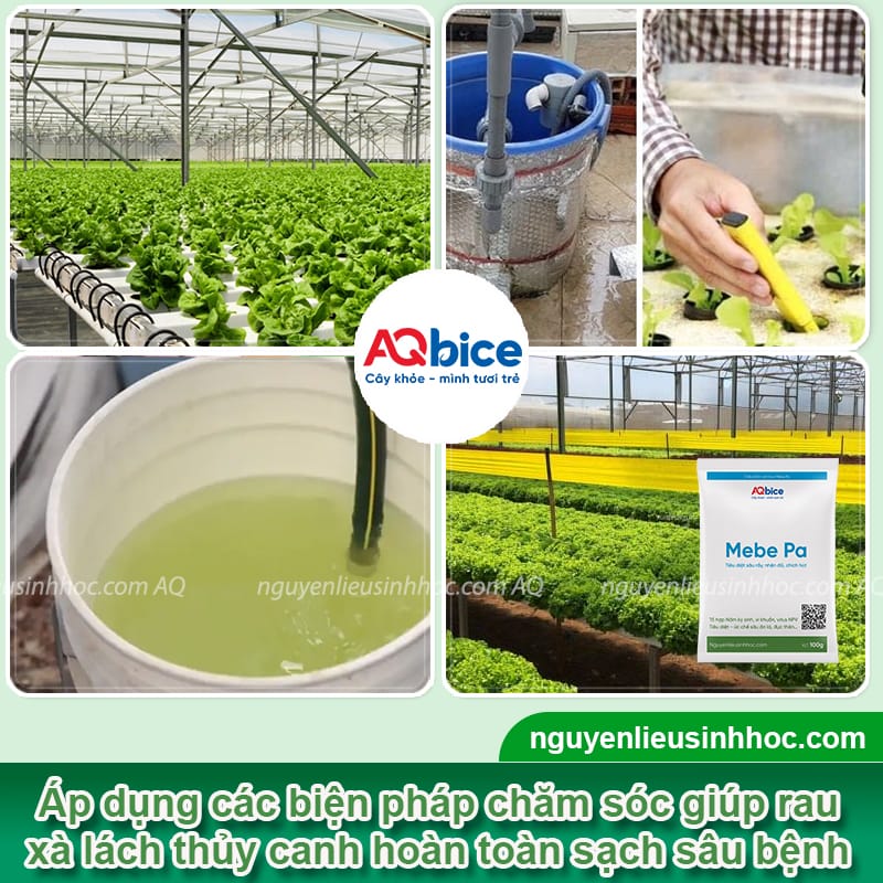 Trồng xà lách thủy canh đúng kỹ thuật, nhanh thu hoạch 5 Trồng xà lách thủy canh đúng kỹ thuật, nhanh thu hoạch