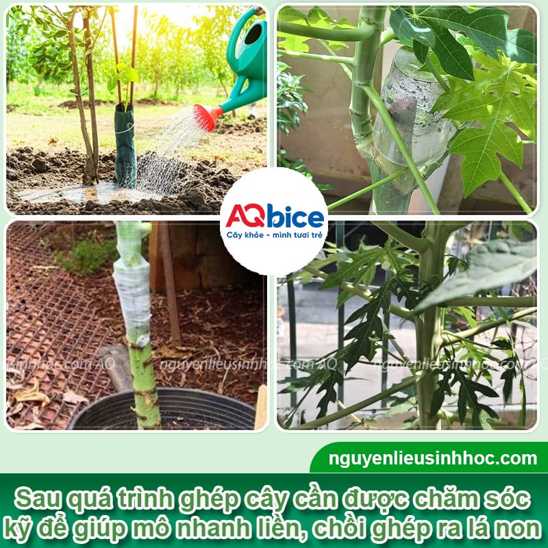 Hướng dẫn cách ghép cây đu đủ đạt tỷ lệ thành công cao 5 Hướng dẫn cách ghép cây đu đủ đạt tỷ lệ thành công cao