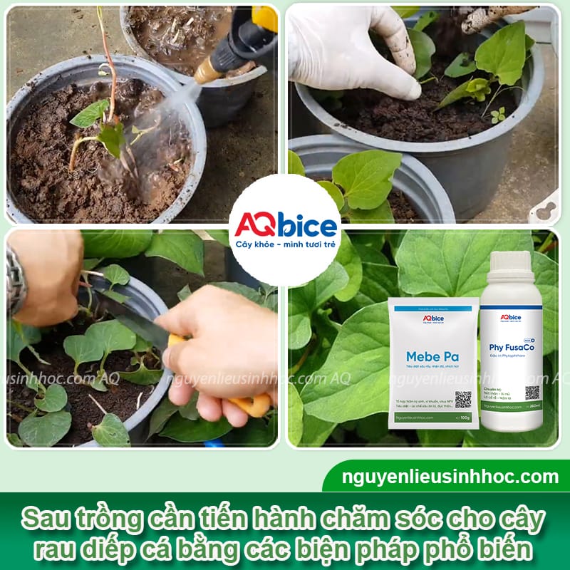 Hướng dẫn trồng rau diếp cá tại nhà bằng nhiều cách 5 Hướng dẫn trồng rau diếp cá bằng nhiều cách khác nhau