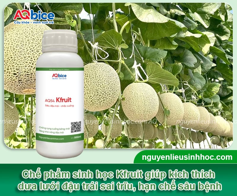 Khắc phục dưa lưới ra hoa không đậu quả, giúp trái ra nhiều 4 Khắc phục dưa lưới ra hoa không đậu quả, giúp trái ra nhiều