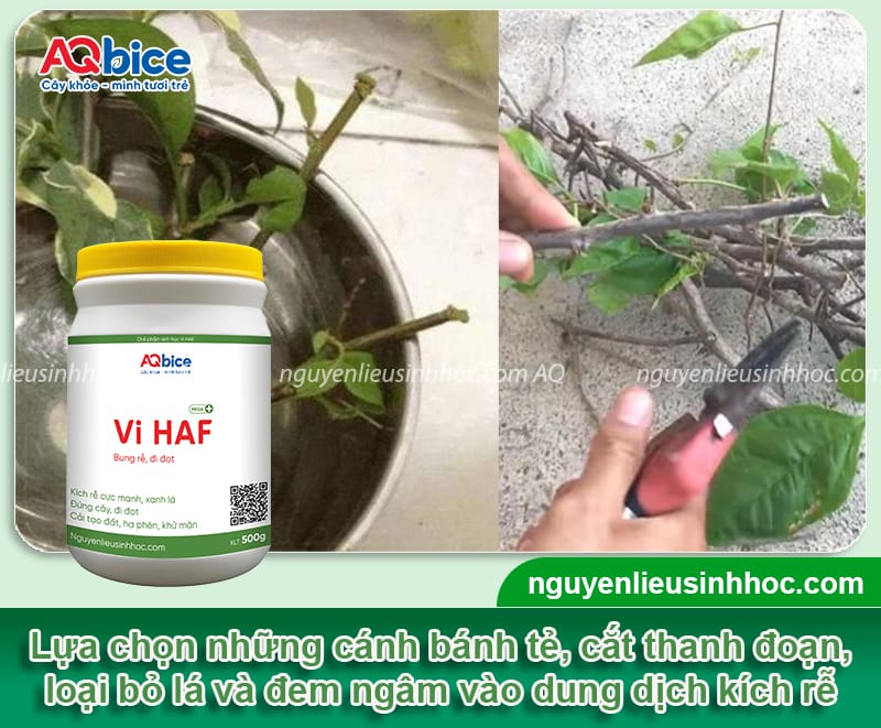 Cách giâm cành hoa giấy nhanh ra rễ chỉ sau vài tuần giâm