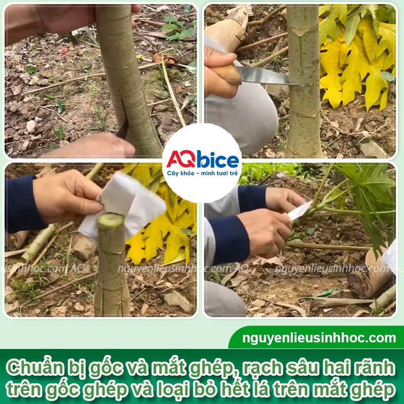 Hướng dẫn cách ghép cây đu đủ đạt tỷ lệ thành công cao 3 Hướng dẫn cách ghép cây đu đủ đạt tỷ lệ thành công cao