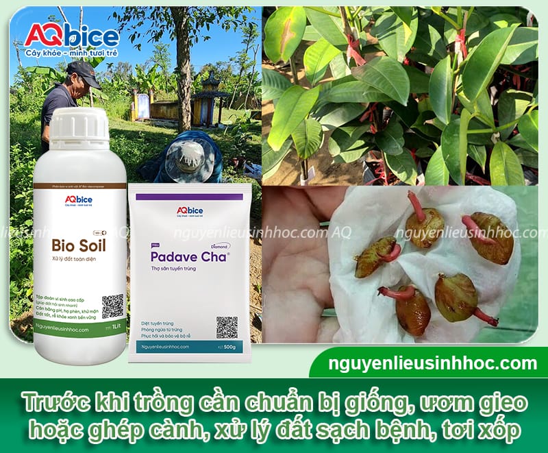 Hướng dẫn cách trồng cây măng cụt Thái nhanh bén rễ 3 Hướng dẫn cách trồng cây măng cụt Thái nhanh bén rễ