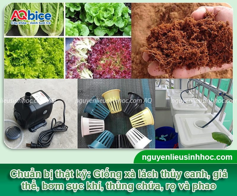 Trồng xà lách thủy canh đúng kỹ thuật, nhanh thu hoạch 3 Trồng xà lách thủy canh đúng kỹ thuật, nhanh thu hoạch