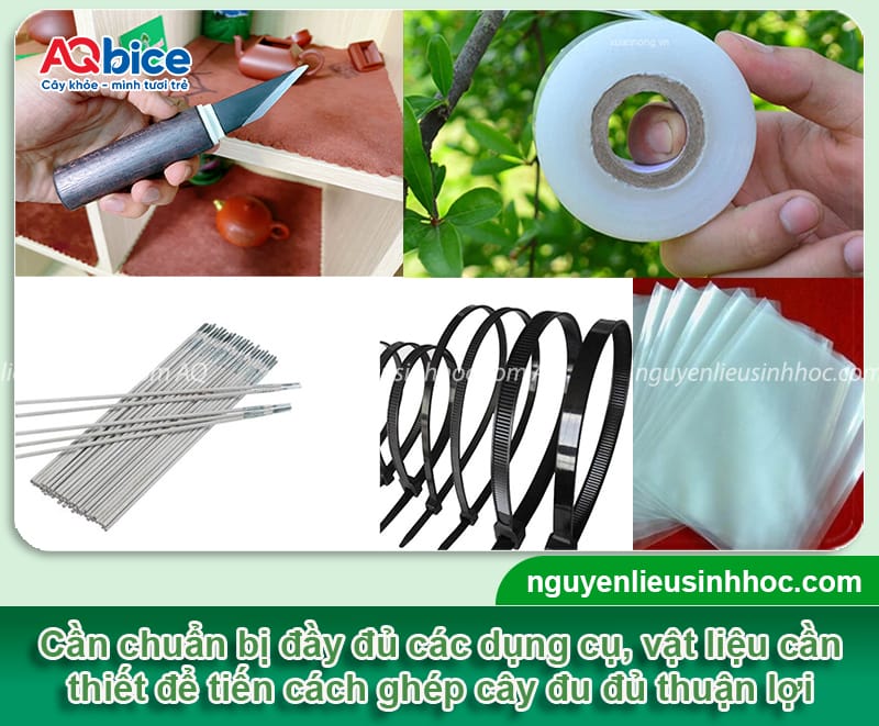 Hướng dẫn cách ghép cây đu đủ đạt tỷ lệ thành công cao 2 Hướng dẫn cách ghép cây đu đủ đạt tỷ lệ thành công cao