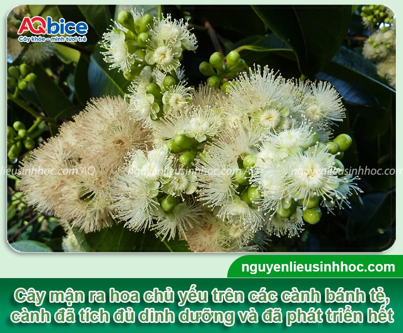 Cách kích thích cây mận ra hoa đồng loạt, tỷ lệ đậu trái cao 2 Cách kích thích cây mận ra hoa đồng loạt, tỷ lệ đậu trái cao