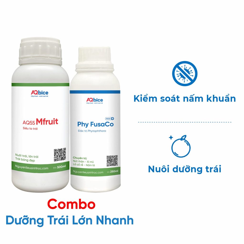 Sử dụng thuốc siêu to trái giúp trái ra nặng ký, bóng đẹp