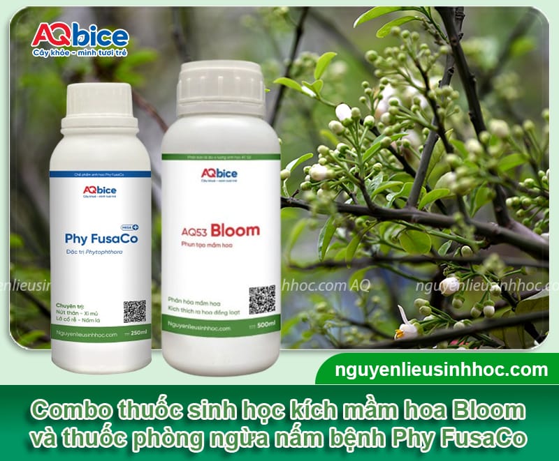 Phy FusaCo + Bloom: Combo kích tạo mầm hoa, phòng ngừa nấm bệnh 8 Combo thuốc kích mầm hoa và phòng trừ nấm bệnh hiệu quả