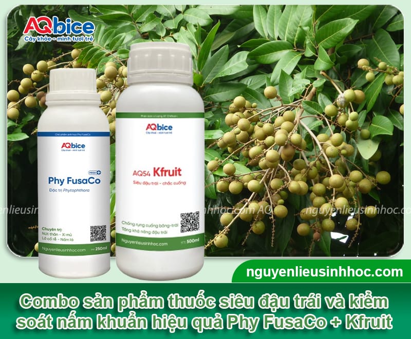 Phy FusaCo + Kfruit: Combo siêu đậu trái, chống rụng trái non 8 Dùng thuốc siêu đậu trái đúng cách giúp chống rụng trái non