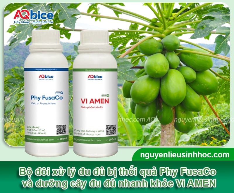 Xử lý đu đủ bị thối quả, giúp trái ra to tròn, bóng đẹp