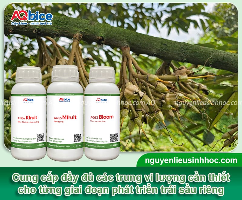 Nguyên nhân rụng que diêm sầu riêng và Cách phòng trừ 4 Nguyên nhân rụng que diêm sầu riêng và cách phòng trừ