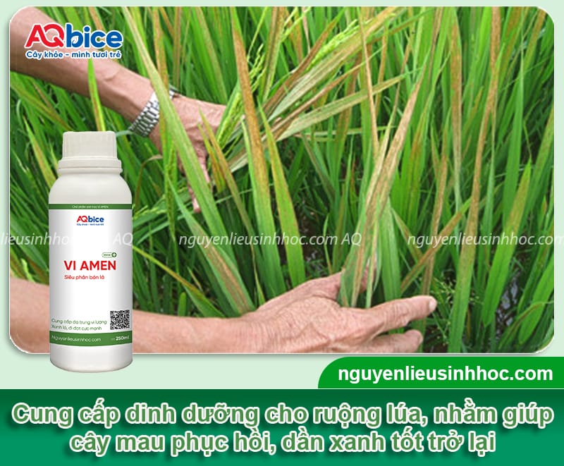 Nguyên nhân lúa bị đỏ lá và cách phòng trừ hiệu quả, an toàn
