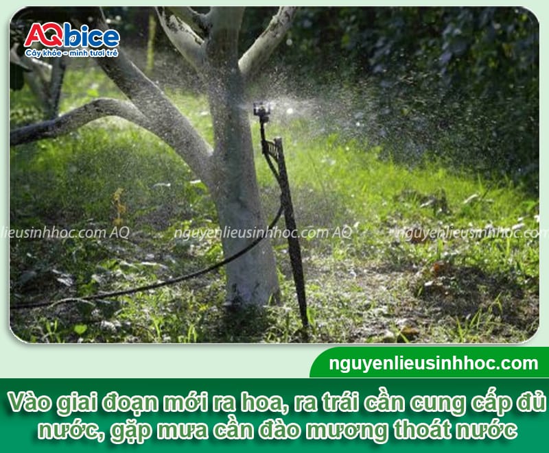 Hướng dẫn cách chăm sóc cây nhãn ra quả, hạn chế rụng trái