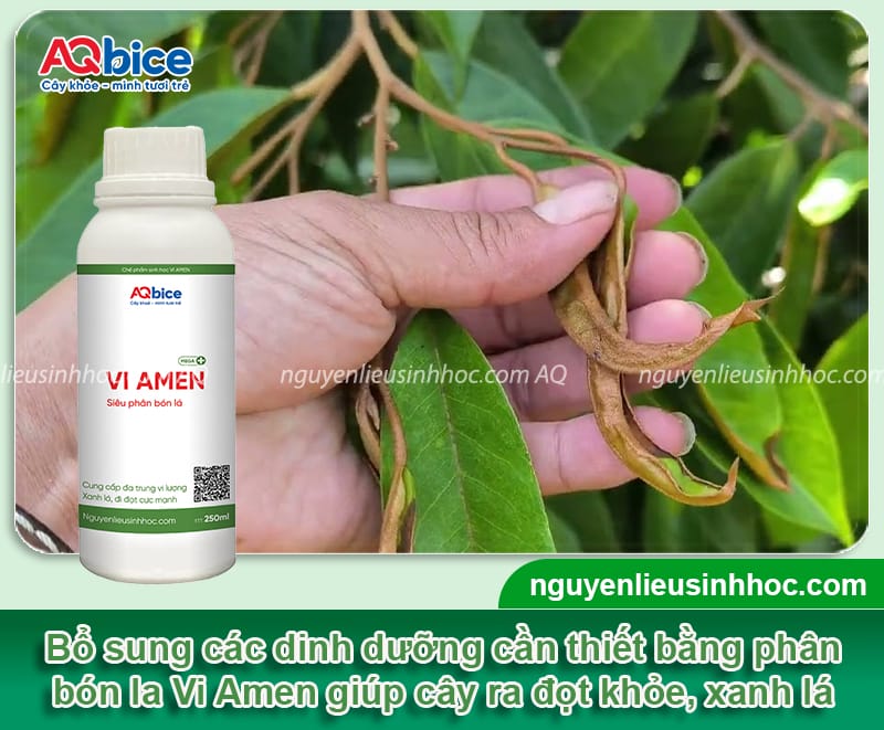 Sầu riêng rụng lá non do đâu và Cách phòng trừ hiệu quả 4 Sầu riêng rụng lá non do đâu và cách phòng trừ hiệu quả
