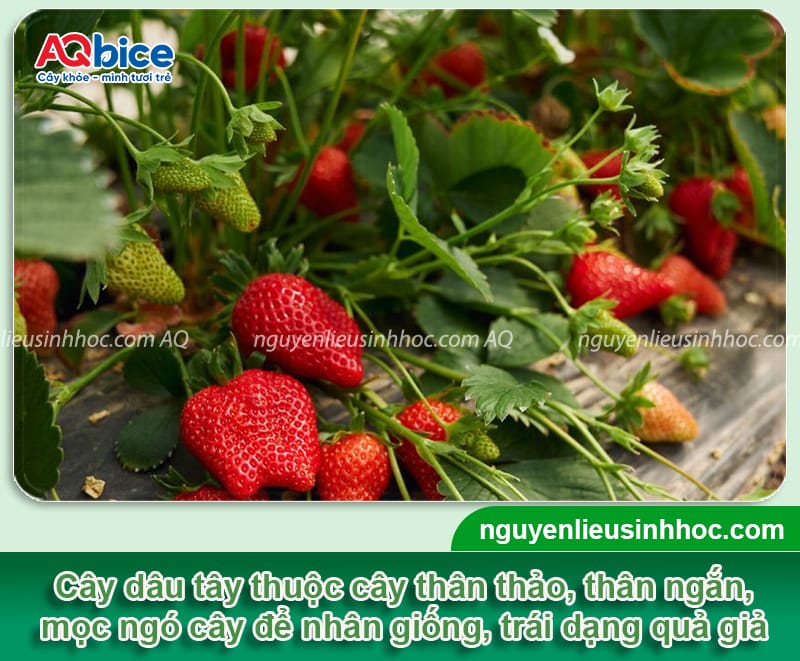 Kỹ thuật trồng dâu tây ngoài trời năng suất cao, trái ngọt 2 Kỹ thuật trồng dâu tây ngoài trời năng suất cao, trái ngọt