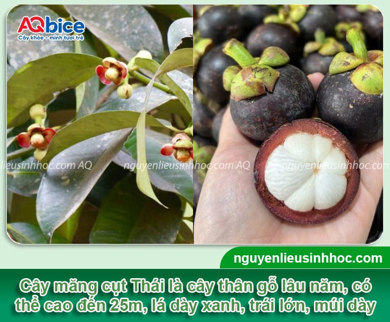 Hướng dẫn cách trồng cây măng cụt Thái nhanh bén rễ 2 Hướng dẫn cách trồng cây măng cụt Thái nhanh bén rễ