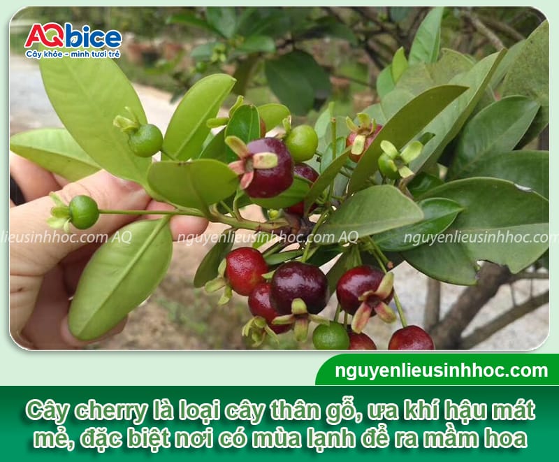 Cách cho cây cherry ra hoa hàng loạt, đậu trái thành công 2 Cách cho cây cherry ra hoa hàng loạt, đậu trái thành công