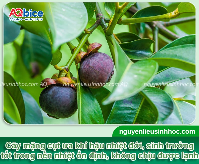 Cây măng cụt có trồng được ở miền Bắc không? Kinh nghiệm trồng 2 Cây măng cụt có trồng được ở miền Bắc không? Kinh nghiệm trồng thành công