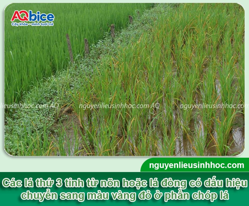 Nguyên nhân lúa bị đỏ lá và cách phòng trừ hiệu quả, an toàn