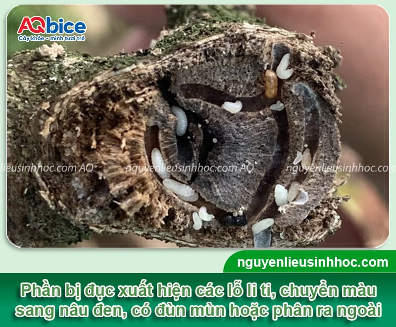 Thuốc đặc trị mọt đục cành: Giải pháp hiệu quả cho cây trồng