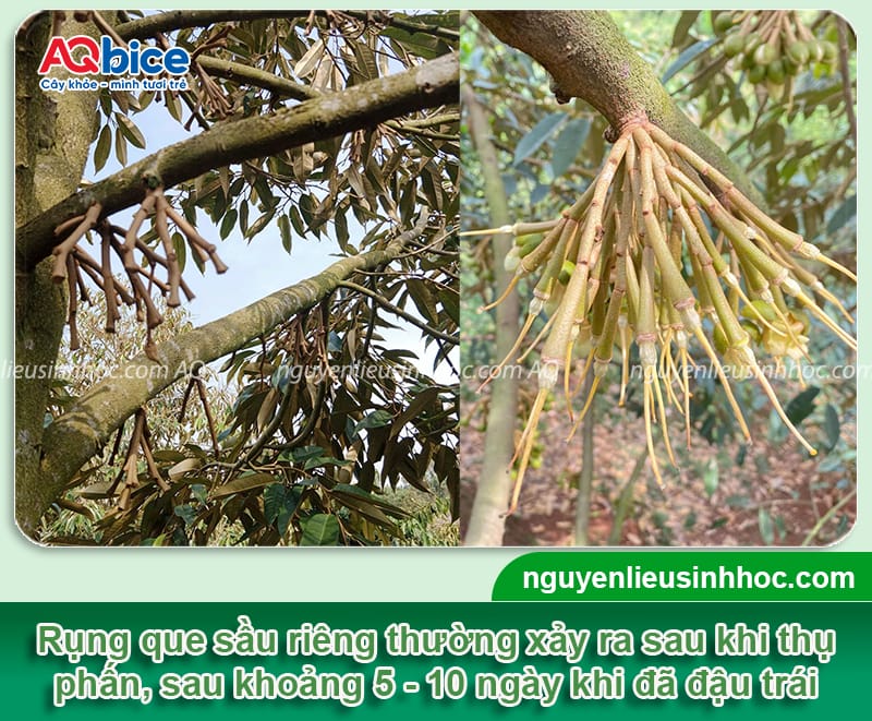 Nguyên nhân rụng que diêm sầu riêng và Cách phòng trừ 2 Nguyên nhân rụng que diêm sầu riêng và cách phòng trừ