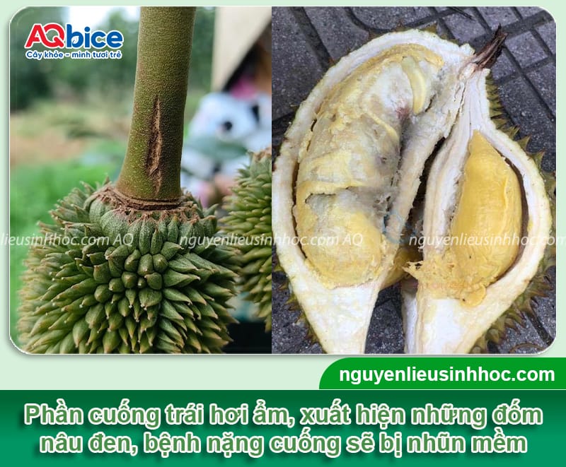Sầu riêng bị thối cuống: Nguyên nhân chính và cách phòng trừ 3 Sầu riêng bị thối cuống: Nguyên nhân chính và cách phòng trừ