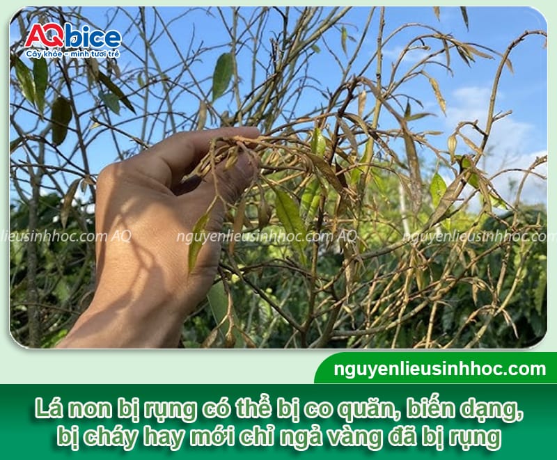 Sầu riêng rụng lá non do đâu và Cách phòng trừ hiệu quả 2 Sầu riêng rụng lá non do đâu và cách phòng trừ hiệu quả
