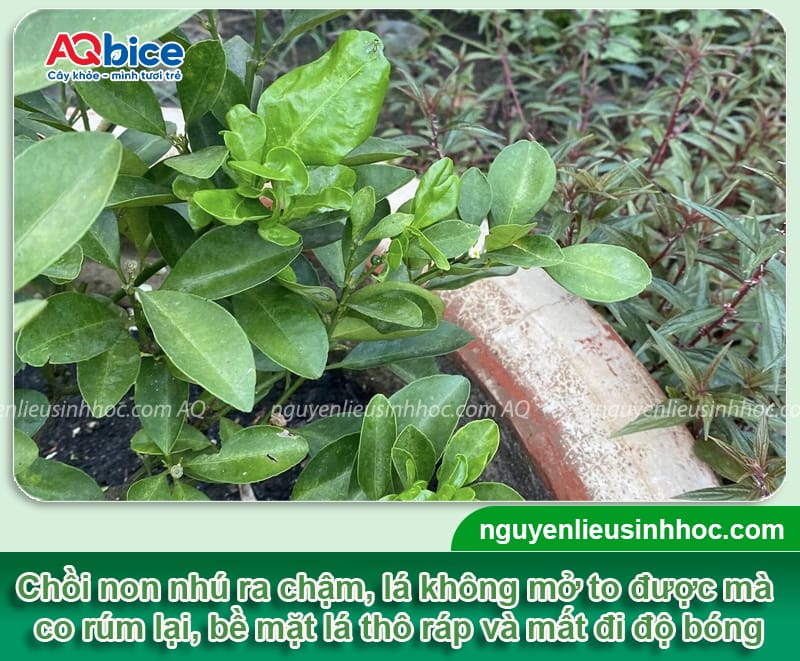 Trị quất bị xoăn lá dứt điểm, giúp đọt ra xanh mướt 2 Trị quất bị xoăn lá dứt điểm, giúp đọt ra xanh mướt