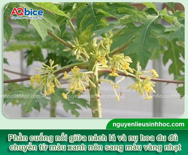 Xử lý đu đủ bị rụng bông dứt điểm, giúp trái đậu dày đặc