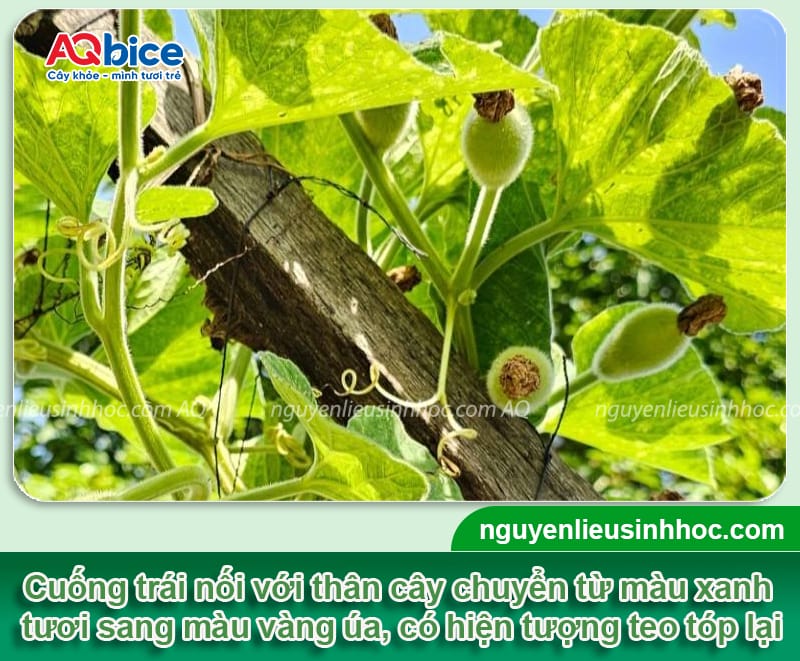 Bí đỏ bị rụng trái non do đâu và Cách khắc phục hiệu quả