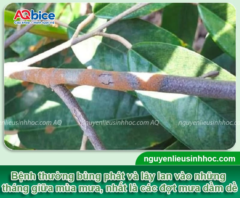 Xử lý nấm hồng trên cây chanh giúp cây khỏe, ra trĩu quả 2 Xử lý nấm hồng trên cây chanh giúp cây khỏe, ra trĩu quả