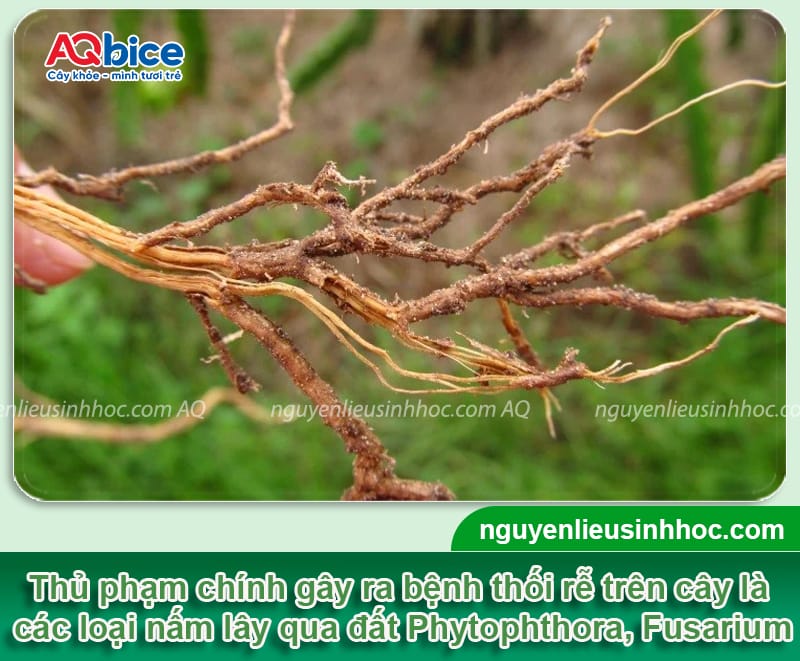 Thuốc đặc trị bệnh thối rễ dứt điểm, cây xanh tốt, đất tơi xốp