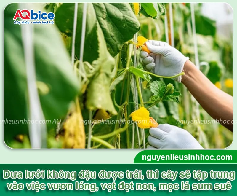 Khắc phục dưa lưới ra hoa không đậu quả, giúp trái ra nhiều 2 Khắc phục dưa lưới ra hoa không đậu quả, giúp trái ra nhiều