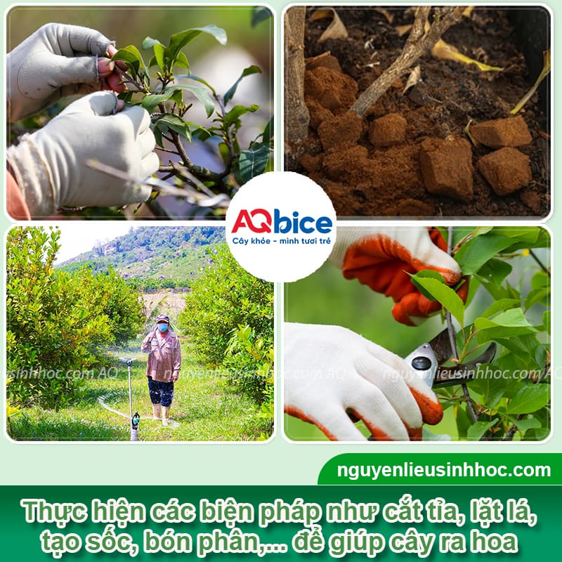 Cách cho cây cherry ra hoa hàng loạt, đậu trái thành công 3 Cách cho cây cherry ra hoa hàng loạt, đậu trái thành công
