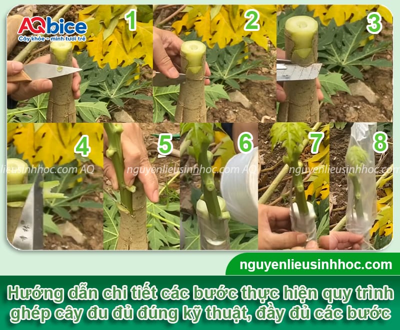 Hướng dẫn cách ghép cây đu đủ đạt tỷ lệ thành công cao 4 Hướng dẫn cách ghép cây đu đủ đạt tỷ lệ thành công cao