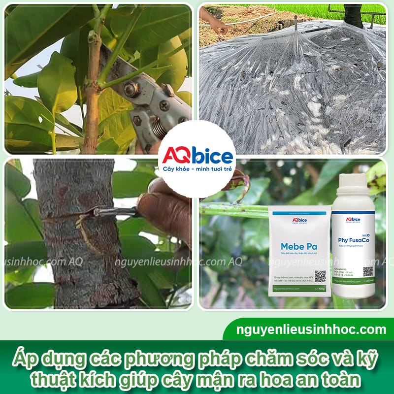 Cách kích thích cây mận ra hoa đồng loạt, tỷ lệ đậu trái cao 3 Cách kích thích cây mận ra hoa đồng loạt, tỷ lệ đậu trái cao