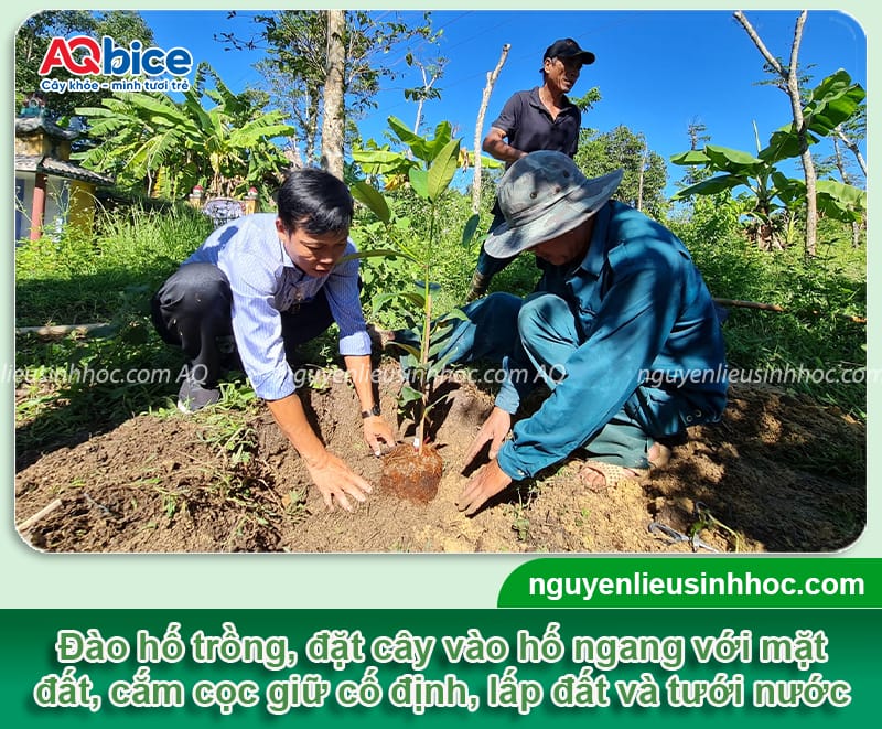 Hướng dẫn cách trồng cây măng cụt Thái nhanh bén rễ 4 Hướng dẫn cách trồng cây măng cụt Thái nhanh bén rễ