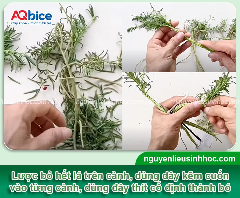 Hướng dẫn trồng hoa mười giờ bonsai đa dạng kiểu, dáng đẹp