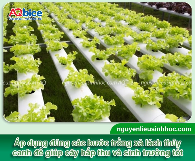 Trồng xà lách thủy canh đúng kỹ thuật, nhanh thu hoạch 4 Trồng xà lách thủy canh đúng kỹ thuật, nhanh thu hoạch