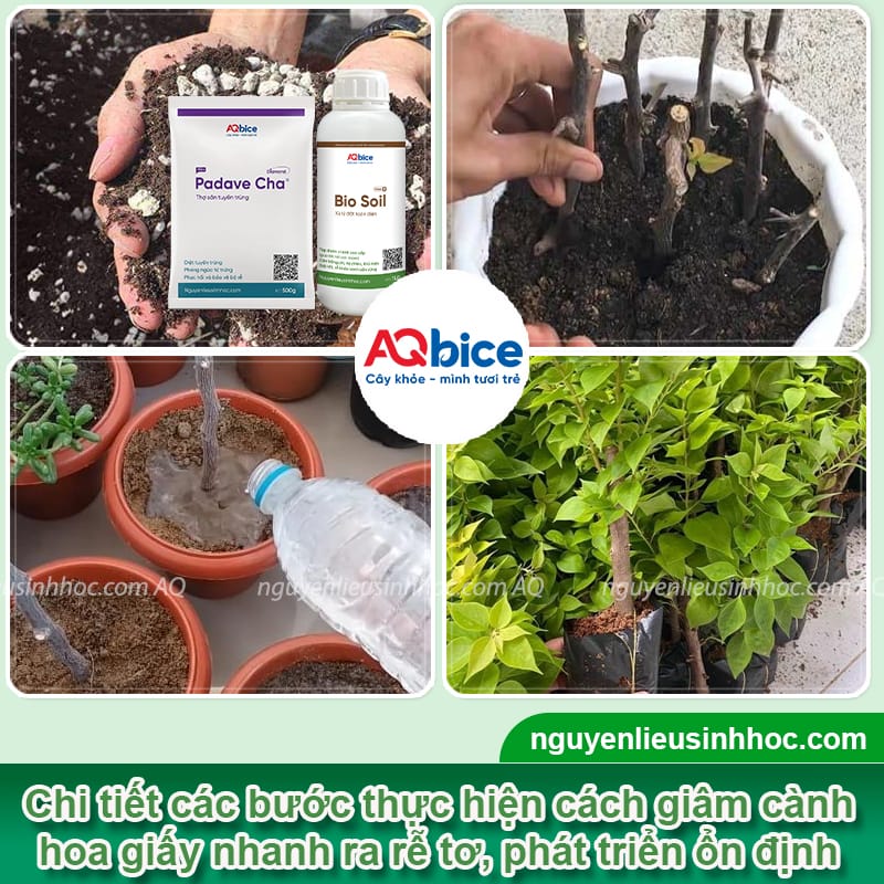 Cách giâm cành hoa giấy nhanh ra rễ chỉ sau vài tuần giâm