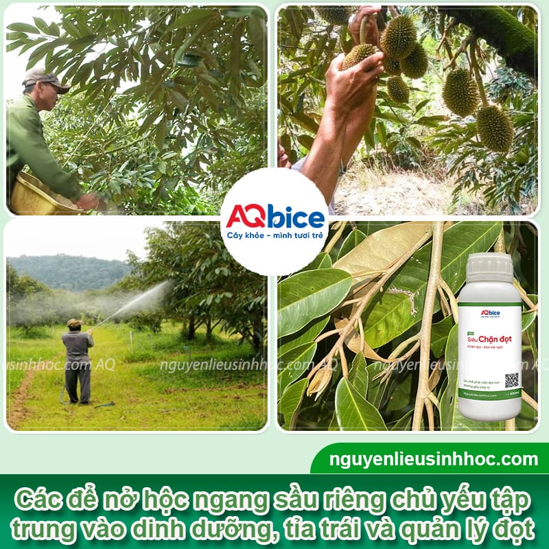 Kỹ thuật nở hộc ngang sầu riêng, tạo tướng trái
