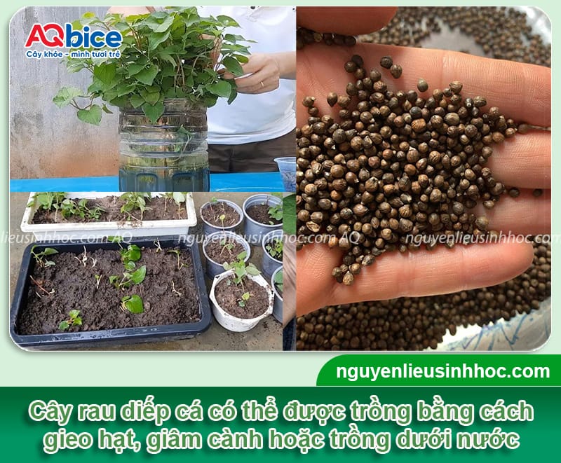 Hướng dẫn trồng rau diếp cá tại nhà bằng nhiều cách 4 Hướng dẫn trồng rau diếp cá bằng nhiều cách khác nhau