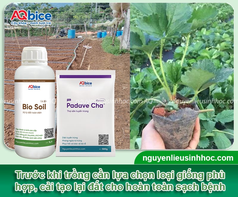 Kỹ thuật trồng dâu tây ngoài trời năng suất cao, trái ngọt 3 Kỹ thuật trồng dâu tây ngoài trời năng suất cao, trái ngọt