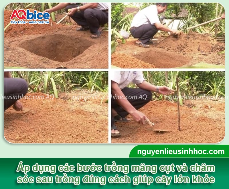 Cây măng cụt có trồng được ở miền Bắc không? Kinh nghiệm trồng 5 Cây măng cụt có trồng được ở miền Bắc không? Kinh nghiệm trồng thành công