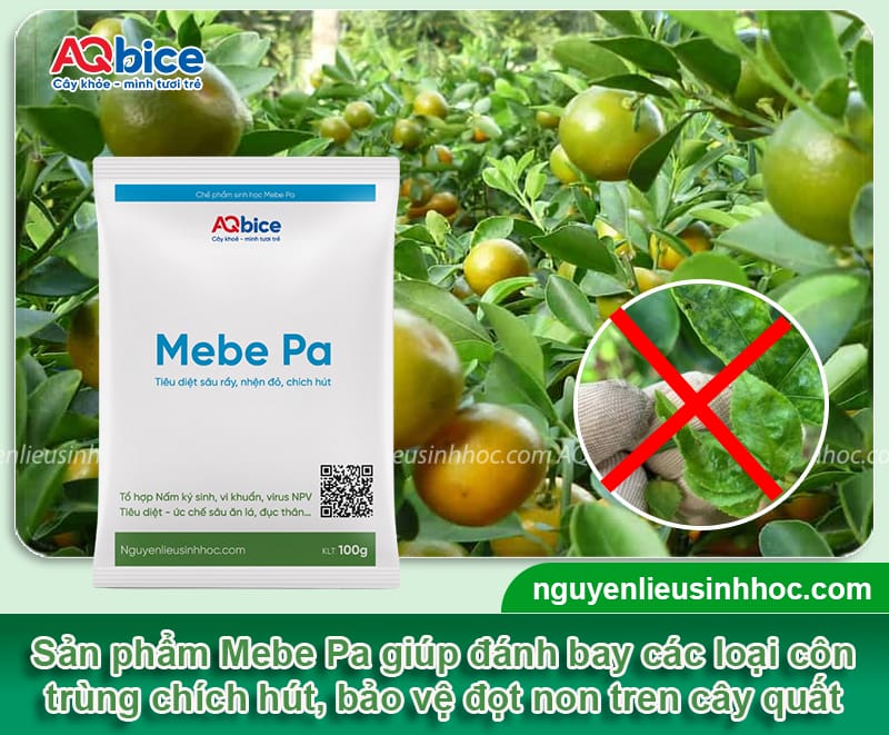 Trị quất bị xoăn lá dứt điểm, giúp đọt ra xanh mướt 3 Trị quất bị xoăn lá dứt điểm, giúp đọt ra xanh mướt