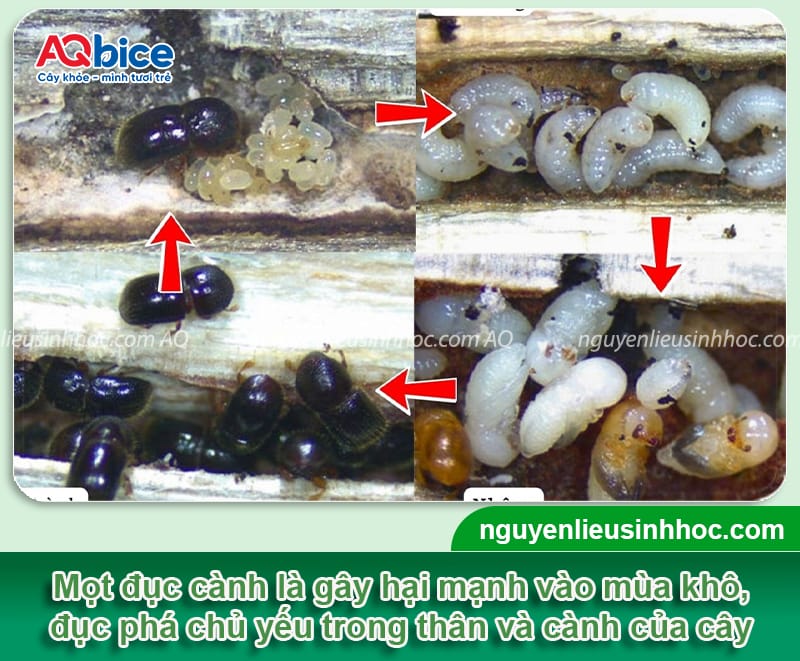 Thuốc đặc trị mọt đục cành: Giải pháp hiệu quả cho cây trồng