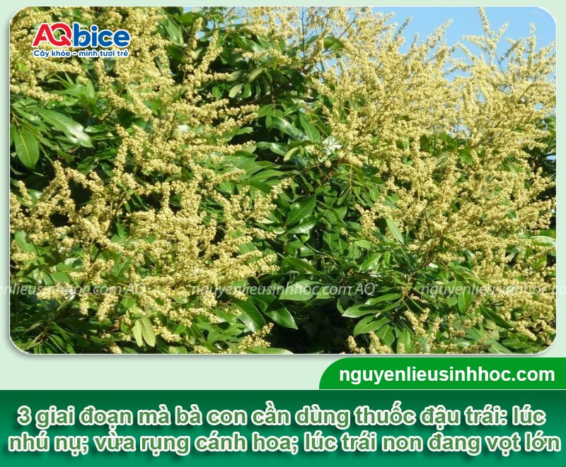 Phy FusaCo + Kfruit: Combo siêu đậu trái, chống rụng trái non 6 Dùng thuốc siêu đậu trái đúng cách giúp chống rụng trái non