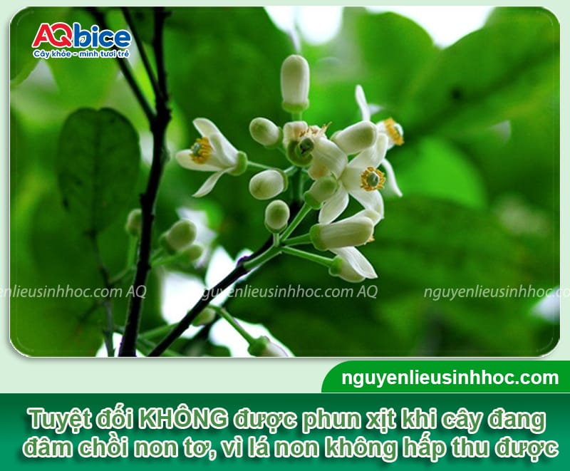 Phy FusaCo + Bloom: Combo kích tạo mầm hoa, phòng ngừa nấm bệnh 6 Combo thuốc kích mầm hoa và phòng trừ nấm bệnh hiệu quả