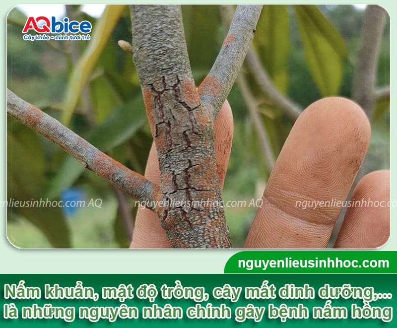 Xử lý nấm hồng trên cây chanh giúp cây khỏe, ra trĩu quả 1 Xử lý nấm hồng trên cây chanh giúp cây khỏe, ra trĩu quả
