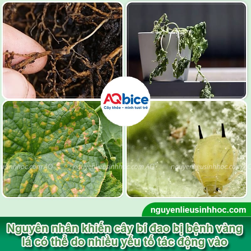 Cây bí đao bị vàng lá nguyên nhân do đâu và Cách phòng trừ 2 Cây bí đao bị vàng lá nguyên nhân do đâu và cách phòng trừ